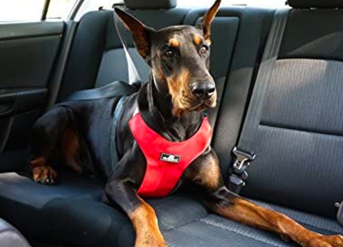 best dog seat belts sleepypod