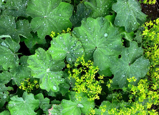lady's mantle perennial plant