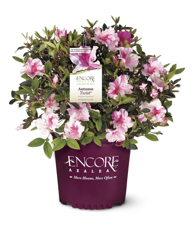 best-gardening-gifts: a bouquet of encore azaleas.