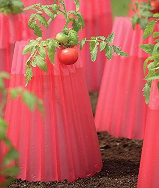 best-gardening-gifts: a red protector around a plant of tomatoes.