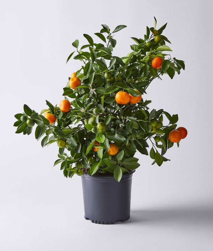 best-gardening-gifts: A small citrus tree in a dark blue pot in front of a gray background.