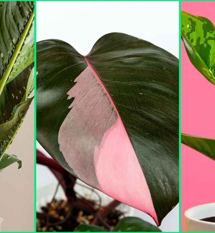 Triptych of best new houseplants of 2024