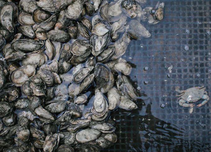 how to shuck oysters: oysters about to be harvested