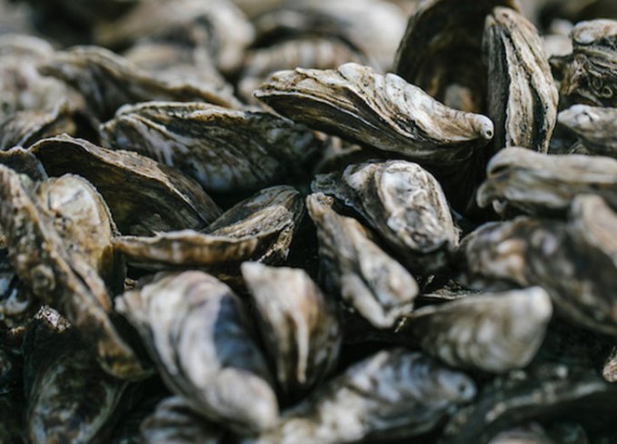 how to shuck oysters: oysters