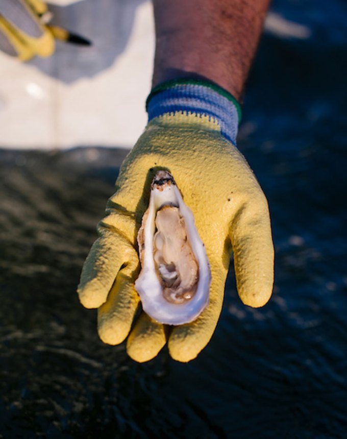 how to shuck oysters: open oyster