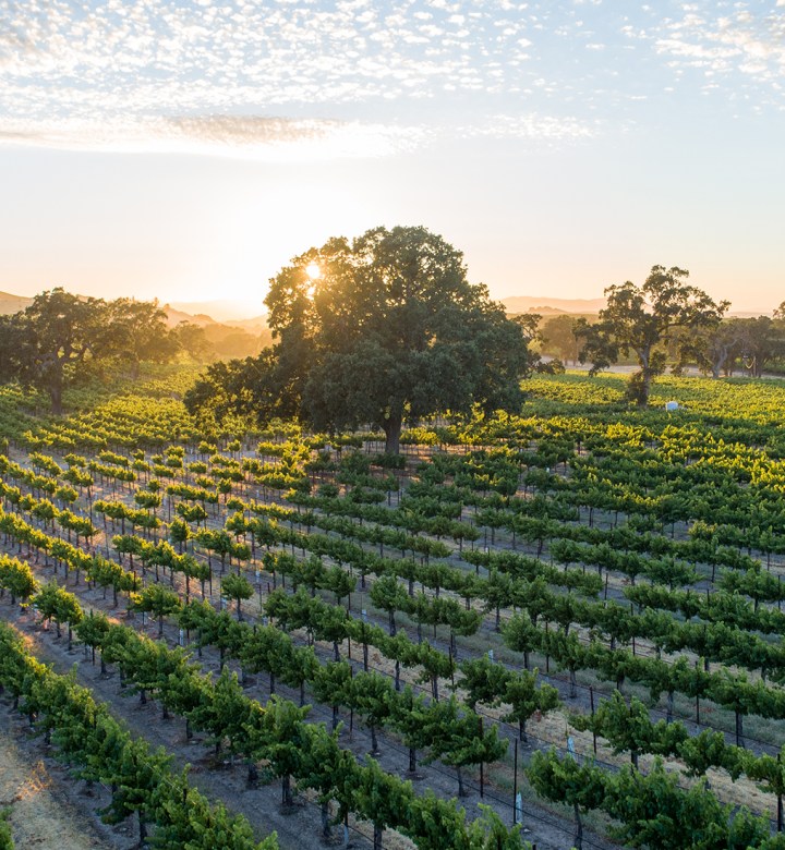 a californian vineyard.