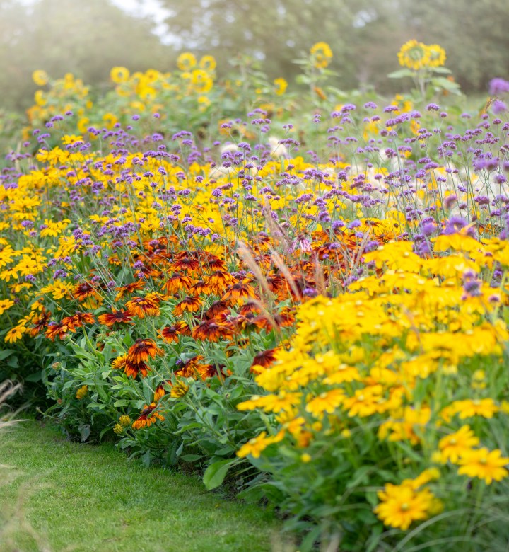 perennials in yellow, orange and purple that come back every year