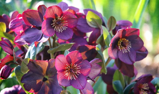Perennials to Cut Back in Fall - A bed of pink/purple/red Hellebores flowers.