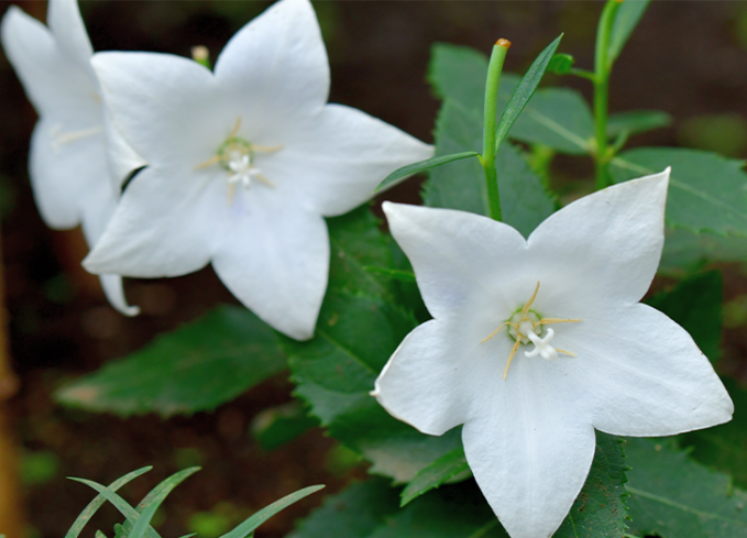 plants that come back every year balloon flower