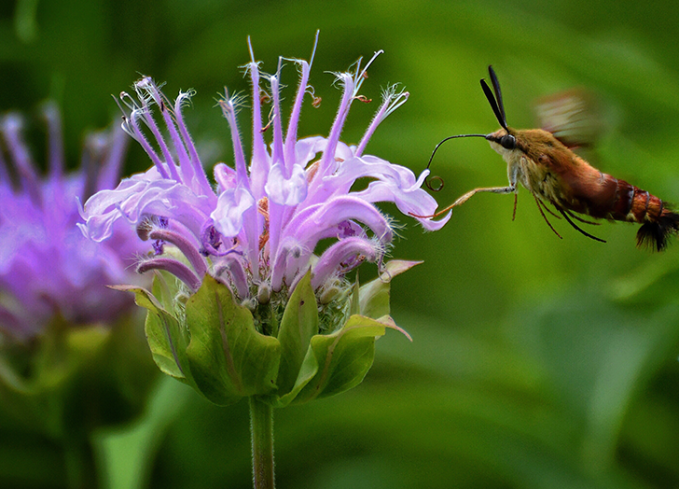 bee balm comes back every year, a perennial plant