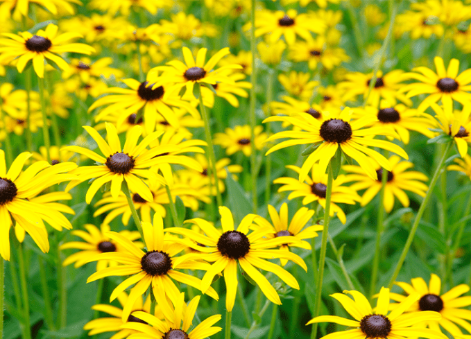 plants that come back every year black eyed susan