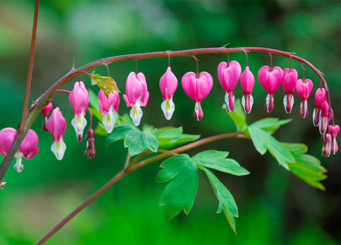 plants that come back every year bleeding hearts