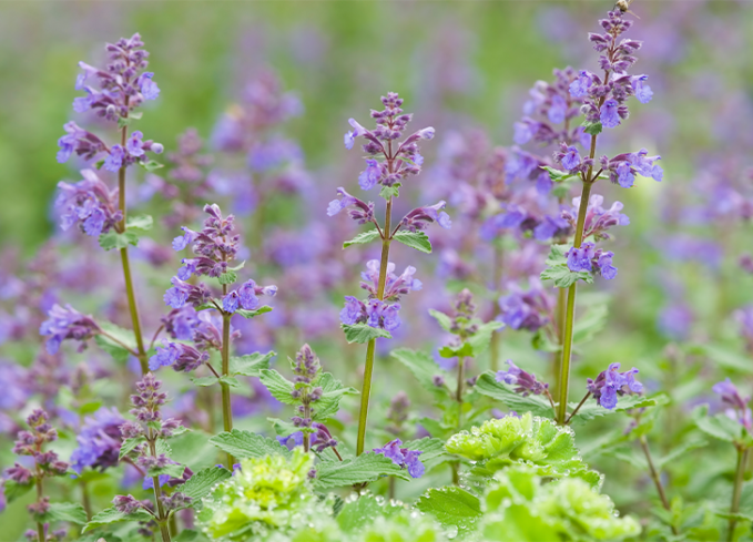 plants that come back every year catmint
