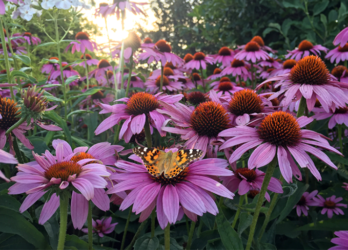 plants that come back every year coneflower