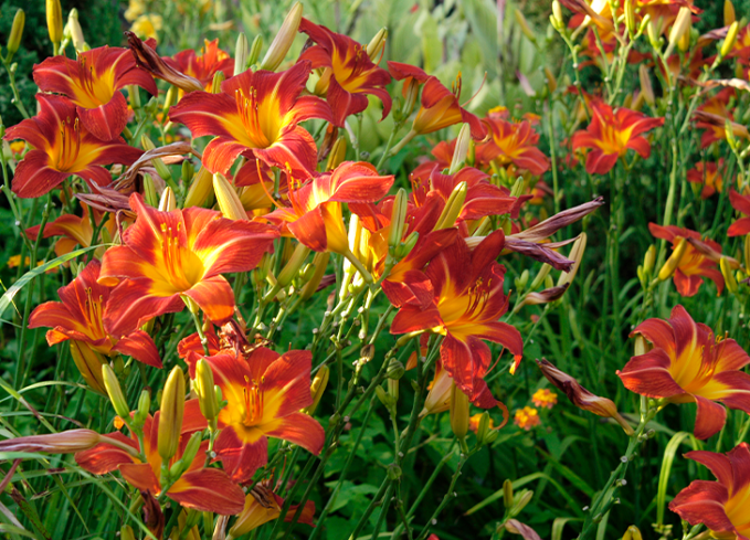plants that come back every year daylily