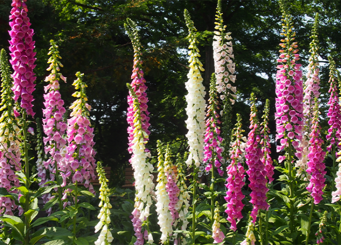 plants that come back every year foxglove