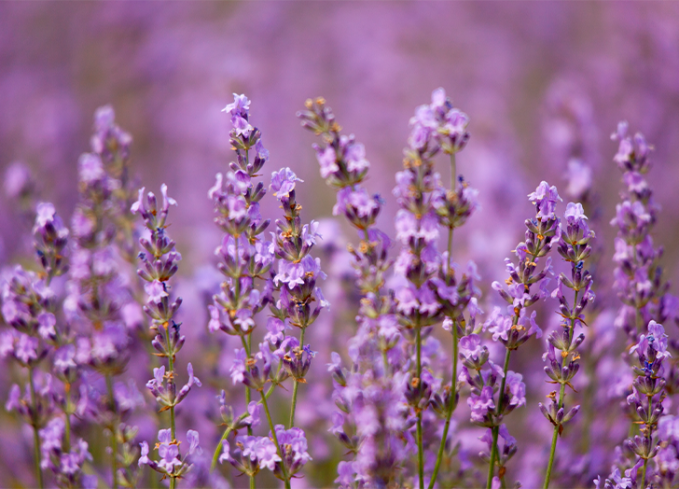 plants that come back every year lavender