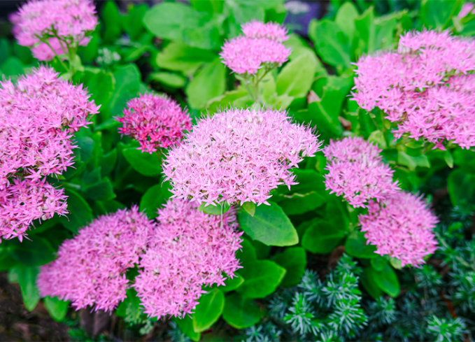 plants that come back every year sedum