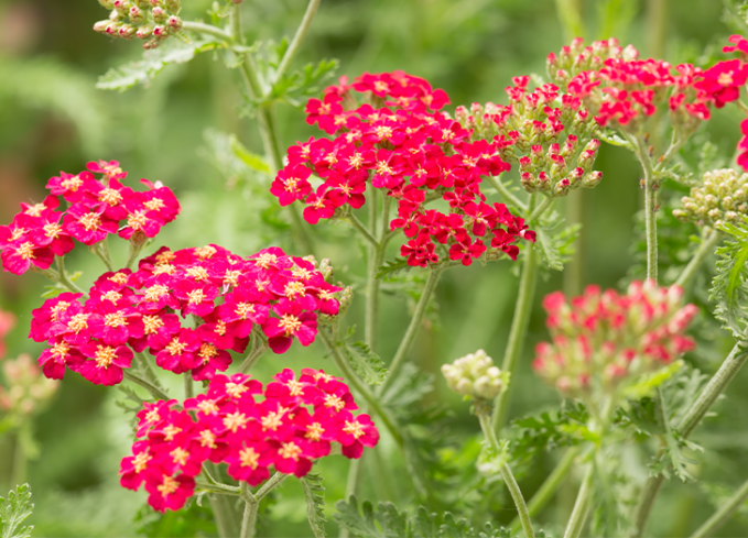 plants that come back every year yarrow