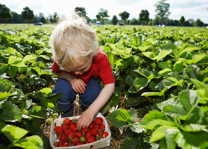 summer activities for kids go berry picking